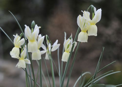Narcissus triandrus 2bpblogspotcomx4ZdetRQTabdjMdGMSIAAAAAAA