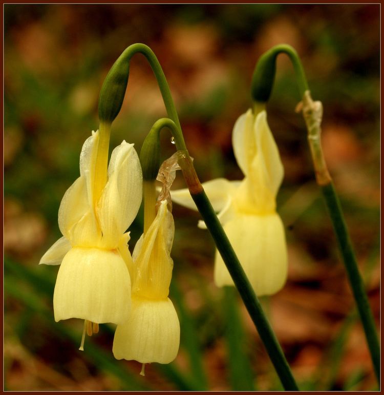 Narcissus triandrus Narcissus triandrus Wikipedia