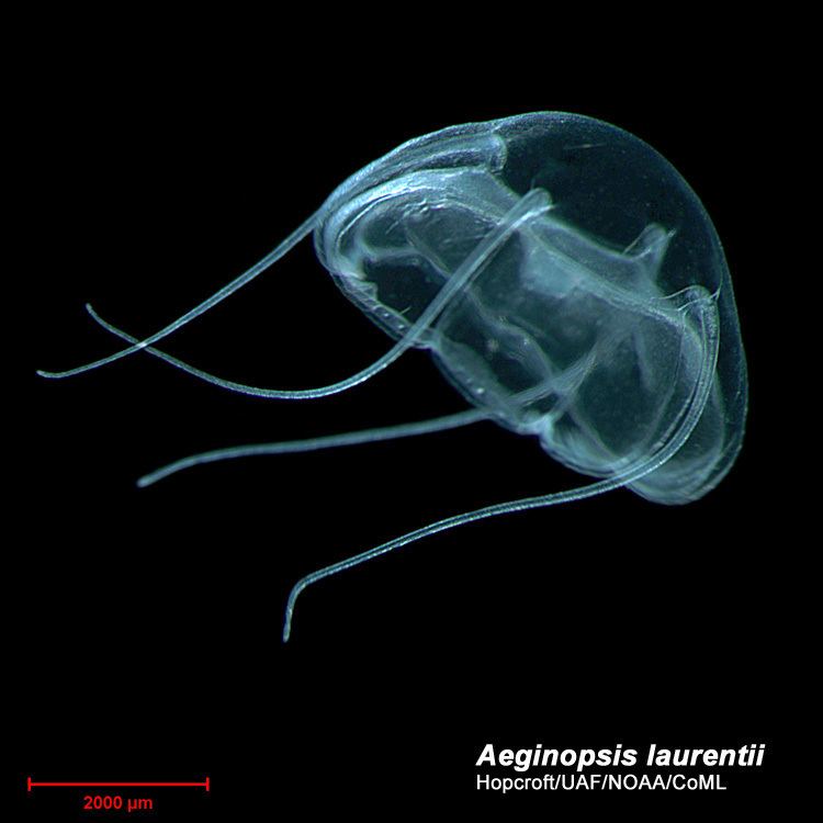 Narcomedusae Aeginopsis laurentii Arctic Ocean biodiversity