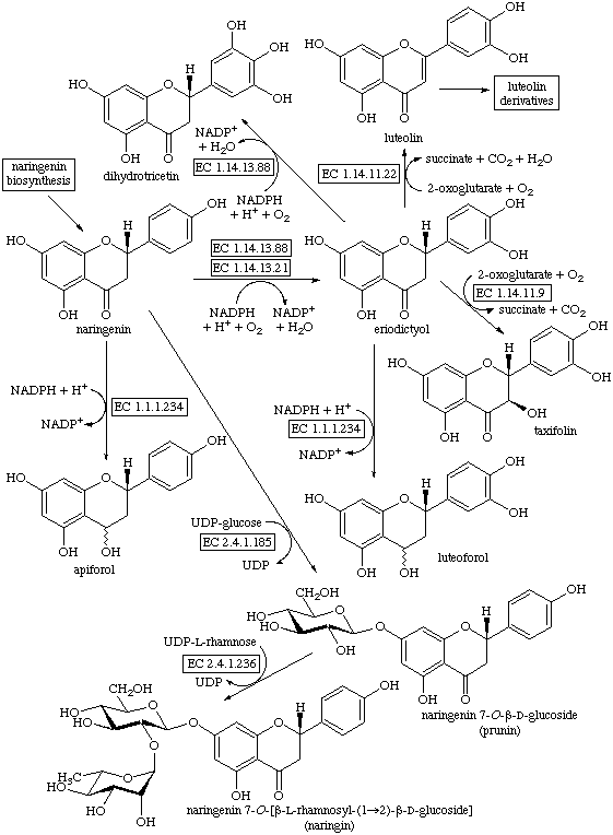 Naringenin Naringenin Biosynthesis