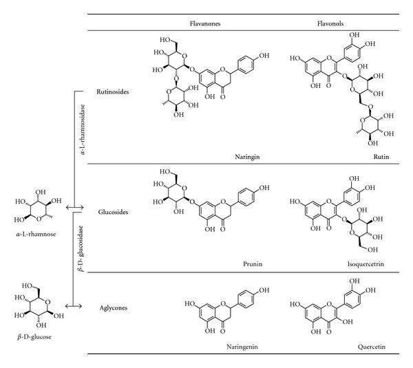 Naringinase Enzymatic Synthesis of the Flavone Glucosides Prunin and