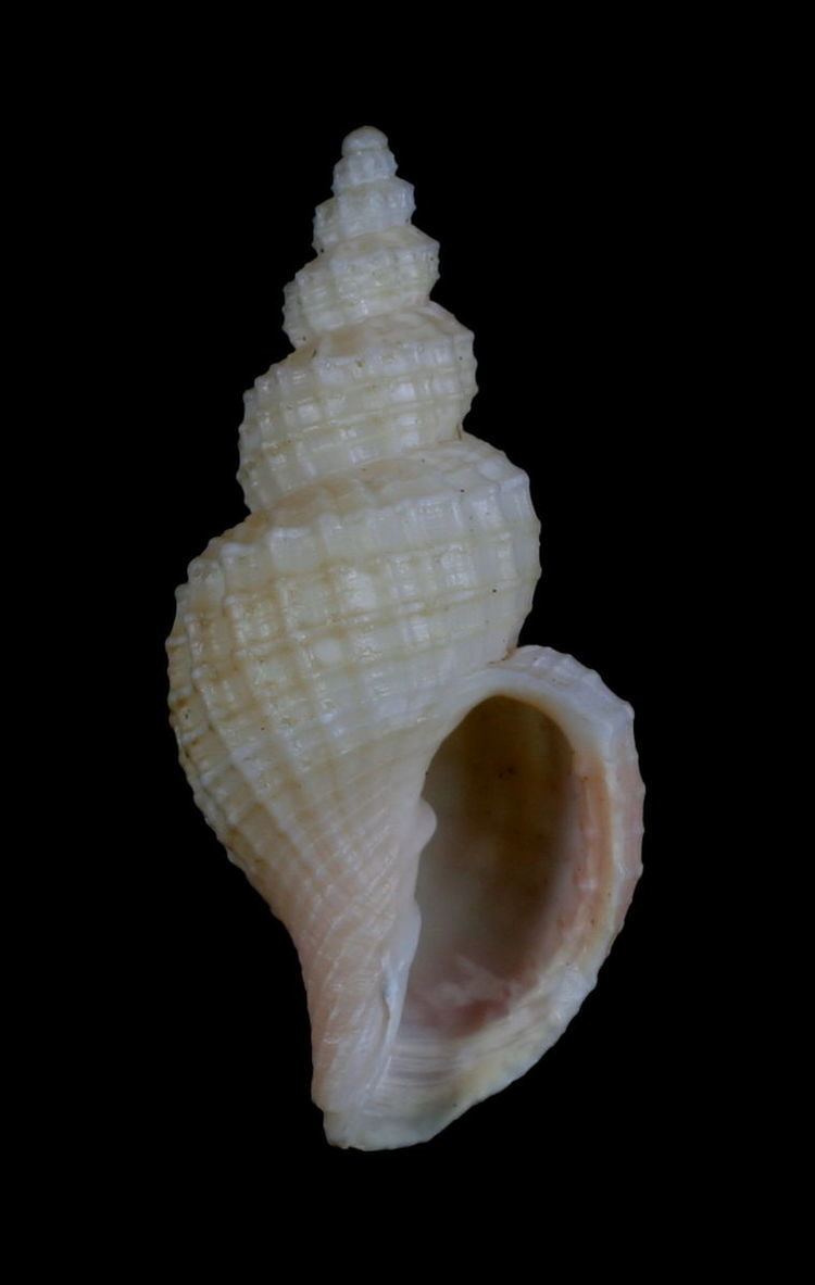 Narona (gastropod)