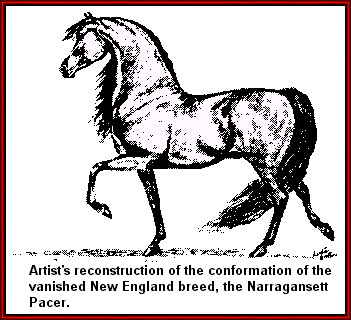 Narragansett Pacer Tennessee Walking horse The Narragansett Pacer Blood