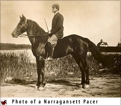 Narragansett Pacer Extinct Breed Narragansett Pacer The Horse Forum