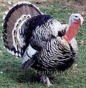 Narragansett turkey Narragansett Turkeys