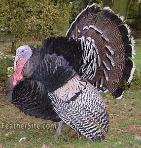 Narragansett turkey Narragansett Turkeys