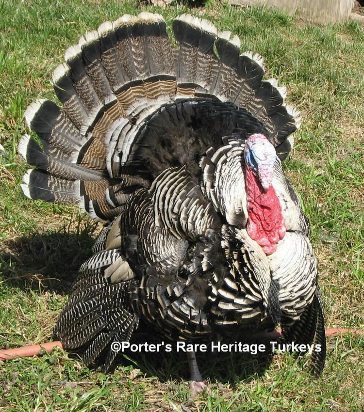 Narragansett turkey Porter39s Rare Heritage Turkeys Narragansett