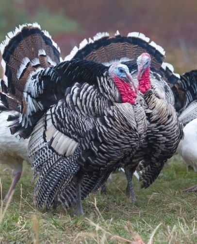 Narragansett turkey Heritage Breed Let39s Talk Narragansett Turkey Edible Rhody