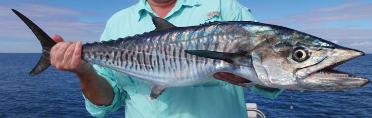 Narrow-barred Spanish mackerel Target Mackerel Spanish when you Fly Fish in Australia