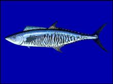 Narrow-barred Spanish mackerel httpsuploadwikimediaorgwikipediacommonsthu