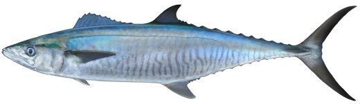 Narrow-barred Spanish mackerel Mackerel NarrowBarred Spanish ltigtScomberomorus commersonlti