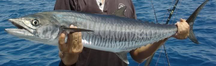 Narrow-barred Spanish mackerel Fishwreckapedia Narrow Barred Spanish Mackerel Fishing