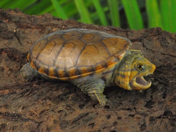 Narrow-bridged musk turtle Narrow Bridged Musk Turtle for sale from The Turtle Source