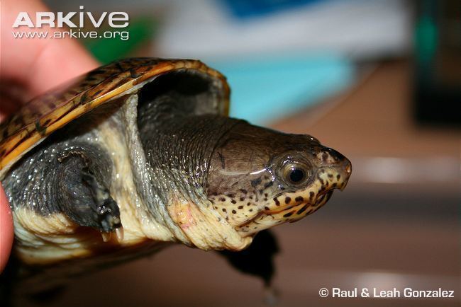 Narrow-bridged musk turtle Narrowbridged musk turtle videos photos and facts Claudius