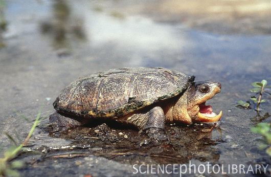 Narrow-bridged musk turtle NarrowBridged Musk Turtle Stock Image Z7520238 Science Photo