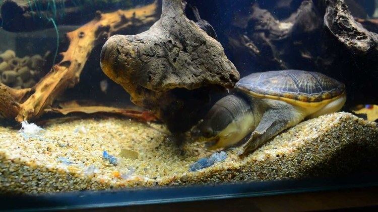 Narrow-bridged musk turtle httpsiytimgcomviLAbdH6Y9Fbkmaxresdefaultjpg
