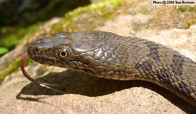 Narrow-headed garter snake Narrowheaded Gartersnake Thamnophis rufipunctatus Reptiles of