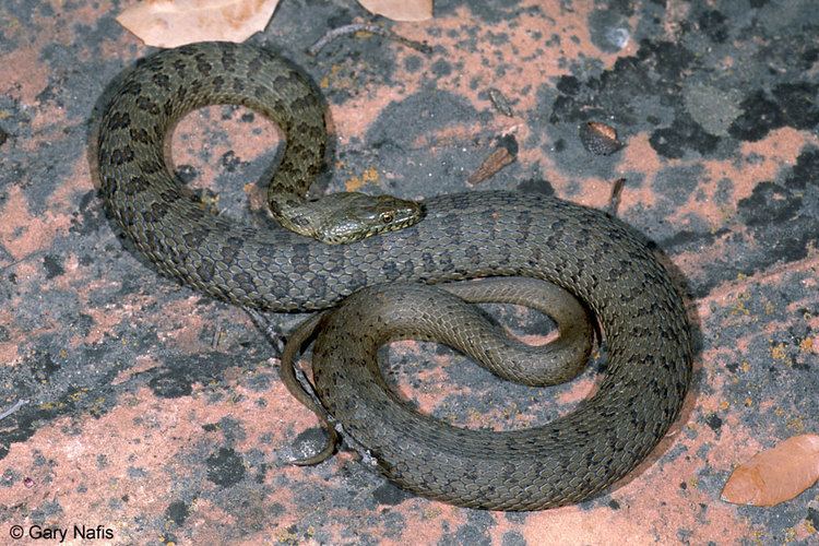 Narrow-headed garter snake wwwcaliforniaherpscomnoncalsouthwestswsnakes