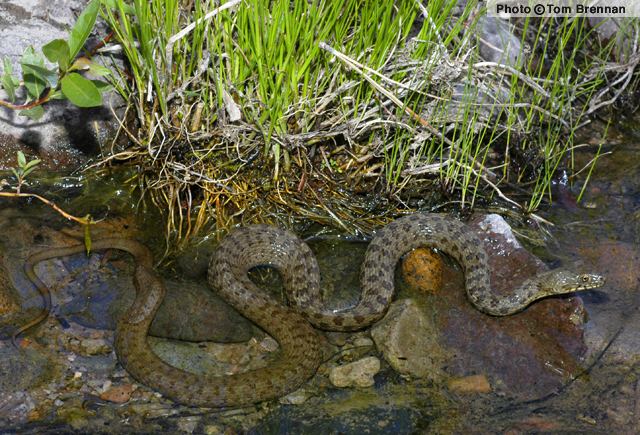Narrow-headed garter snake Narrowheaded Gartersnake Thamnophis rufipunctatus Reptiles of