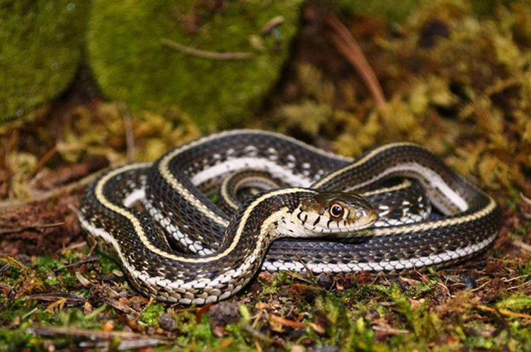 Narrow-headed garter snake Feds target critical habitat for endangered gartersnakes