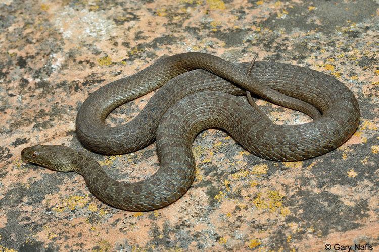 Narrow-headed garter snake Narrowheaded Gartersnake Thamnophis rufipunctatus