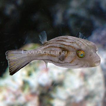 Narrow-lined puffer Saltwater Aquarium Fish for Marine Aquariums NarrowLined Puffer