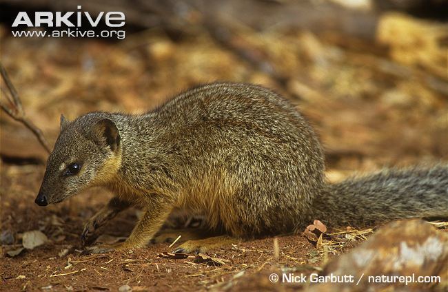Narrow-striped mongoose Malagasy narrowstriped mongoose videos photos and facts