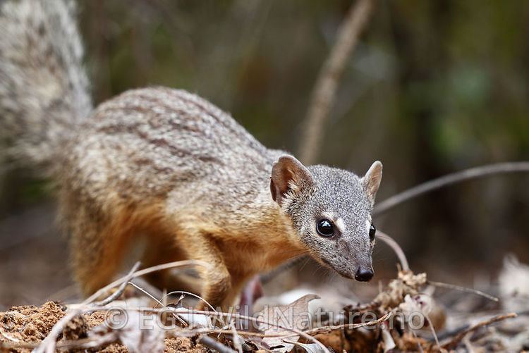 Narrow-striped mongoose WildNature Malagasy narrowstriped mongoose Madagascar