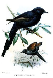 Narrow-tailed starling httpsuploadwikimediaorgwikipediacommonsthu