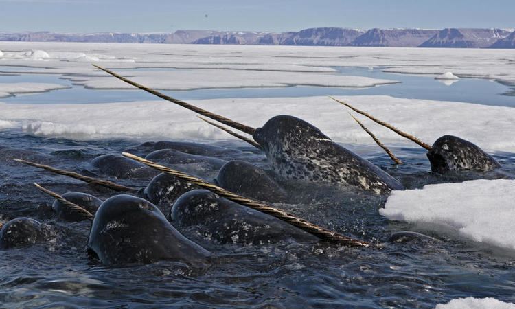Narwhal Unicorn of the Sea Narwhal Facts Stories WWF