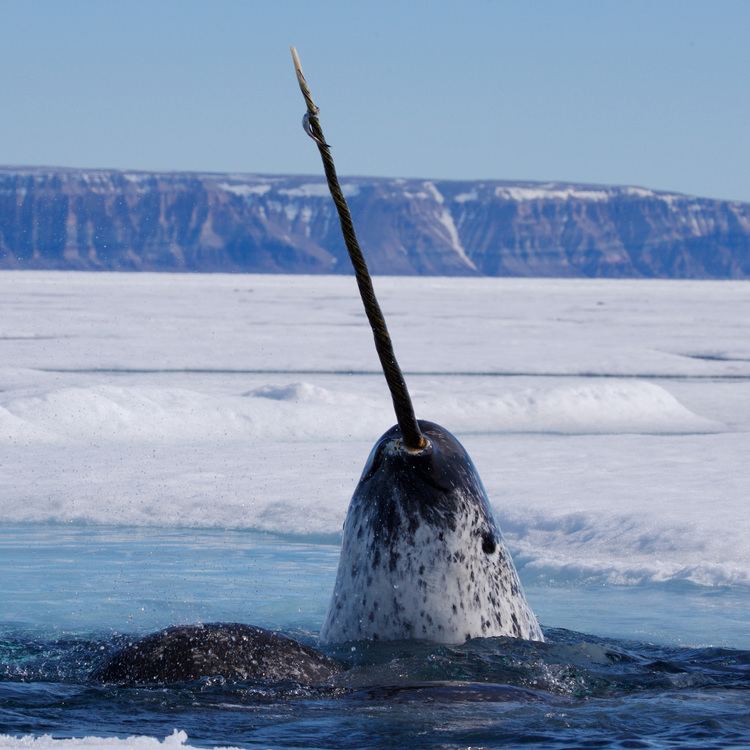 Narwhal Narwhal National Geographic