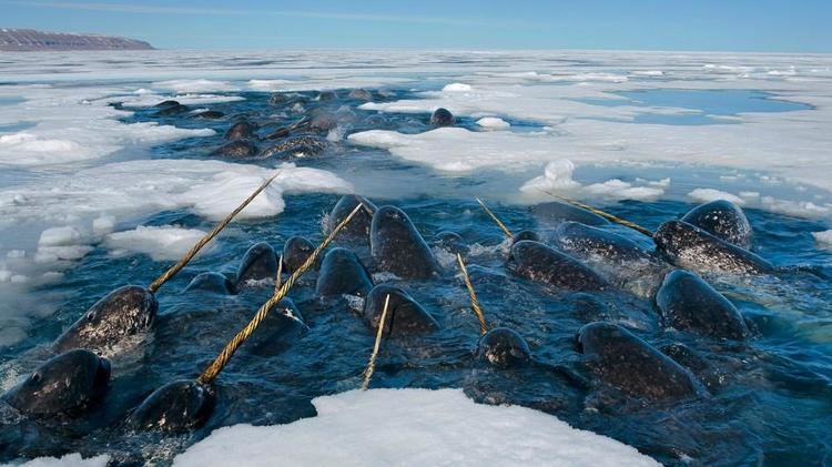 Narwhal Narwhal Facts and Pictures
