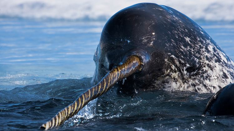 Narwhal Narwhal Facts and Pictures