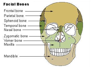 Nasal bone