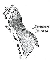 Nasal foramina