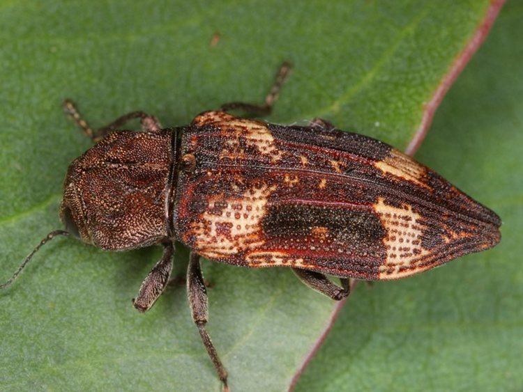 Nascio (beetle)