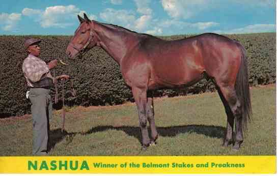 Nashua (horse) 1000 images about Will Take Charge on Pinterest Two year olds