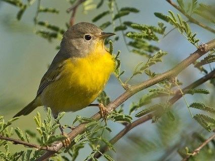 Nashville warbler Nashville Warbler Identification All About Birds Cornell Lab of