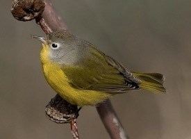 Nashville warbler Nashville Warbler Identification All About Birds Cornell Lab of