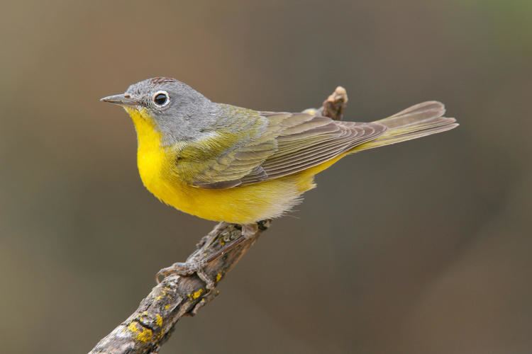 Nashville warbler Nashville Warbler Audubon Field Guide