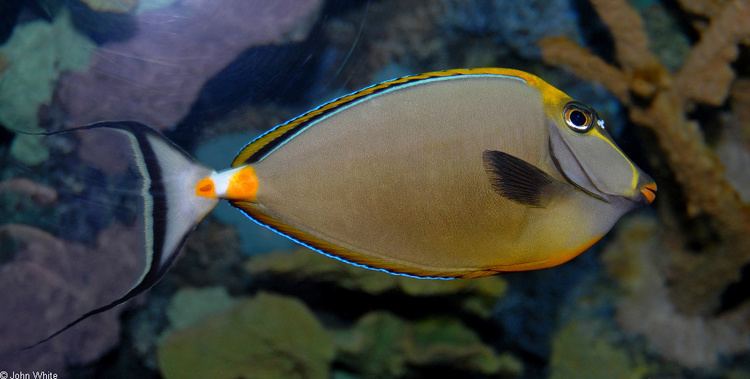 Naso lituratus CalPhotos Naso lituratus Orangespine Unicornfish
