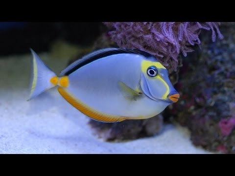 Naso lituratus Naso lituratus Naso Tang Marine Aquarium YouTube