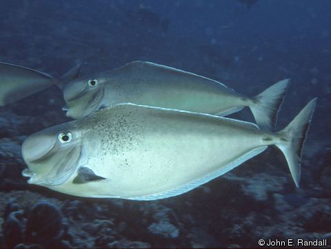 Naso tonganus Naso tonganus Bulbnose Unicornfish Humphead Unicornfish Humpnose