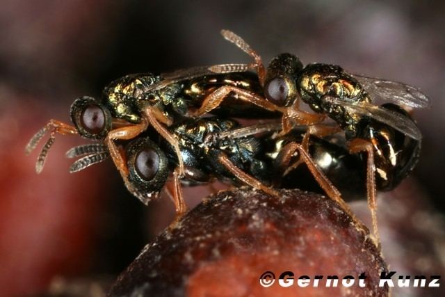 Nasonia vitripennis vitripennis Erzwespe Kopula22