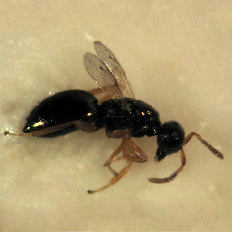 Nasonia vitripennis Species