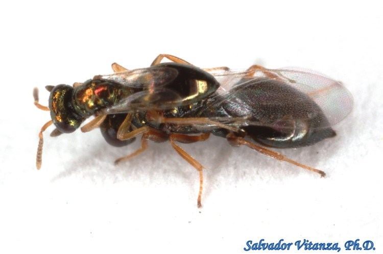 Nasonia vitripennis HymenopteraPteromalidaeNasonia vitripennisPteromalids MATING C