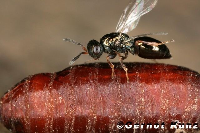 Nasonia vitripennis vitripennis ErzwespeW52