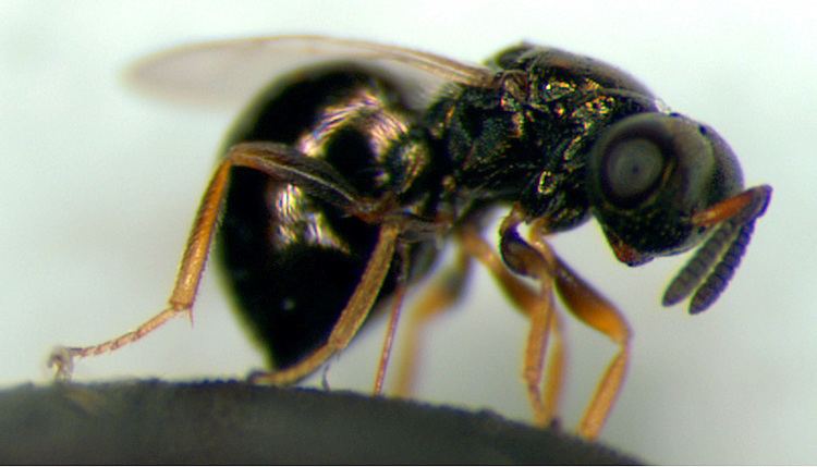 Nasonia Vitripennis Alchetron The Free Social Encyclopedia 