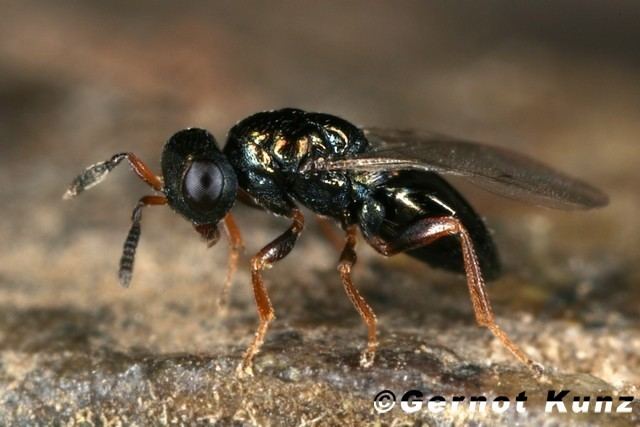 Nasonia vitripennis Nasonia vitripennis ErzwespeW12