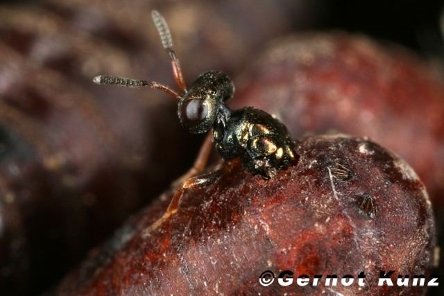 Nasonia vitripennis vitripennis Erzwespe SchlpfenW12